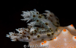 I wanted to highlight this little creatures breathing app... by Paul Duxfield 